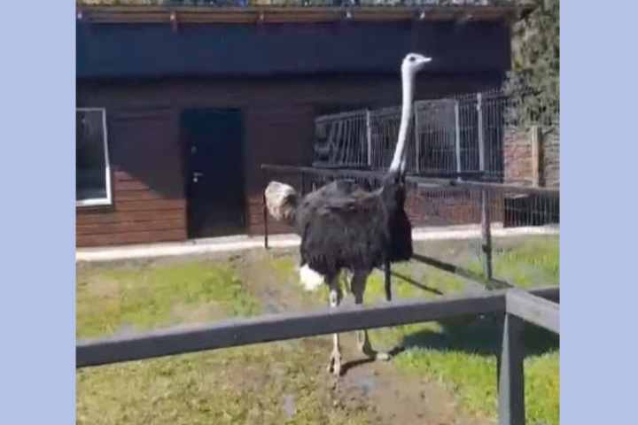 Для самой большой птицы Австралии в Хакасии построили новый вольер